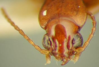 Media type: image;   Entomology 33061 Aspect: head dorsal view